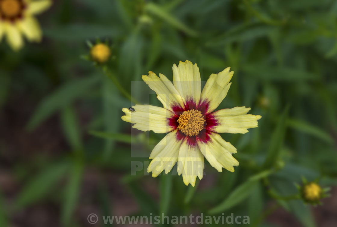 "A Pretty Painted Flower" stock image