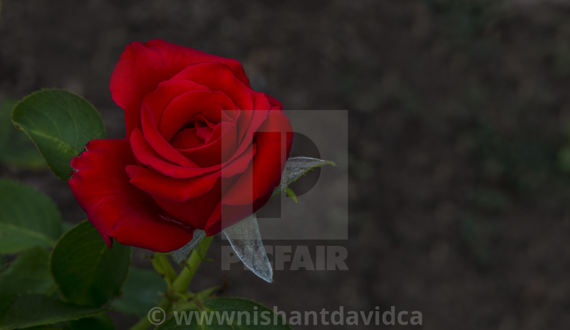 "The Red Rose" stock image