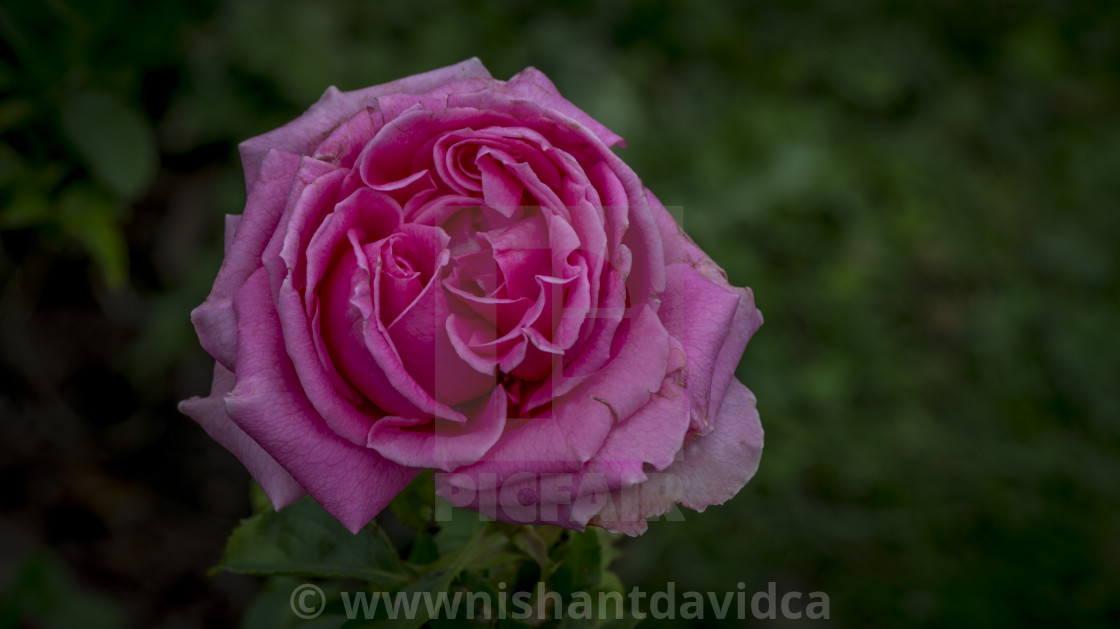 "The Pink Rose" stock image