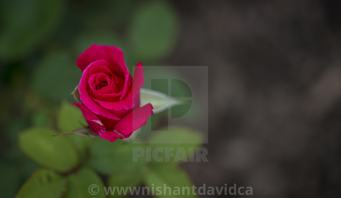 "The Pink Rose" stock image