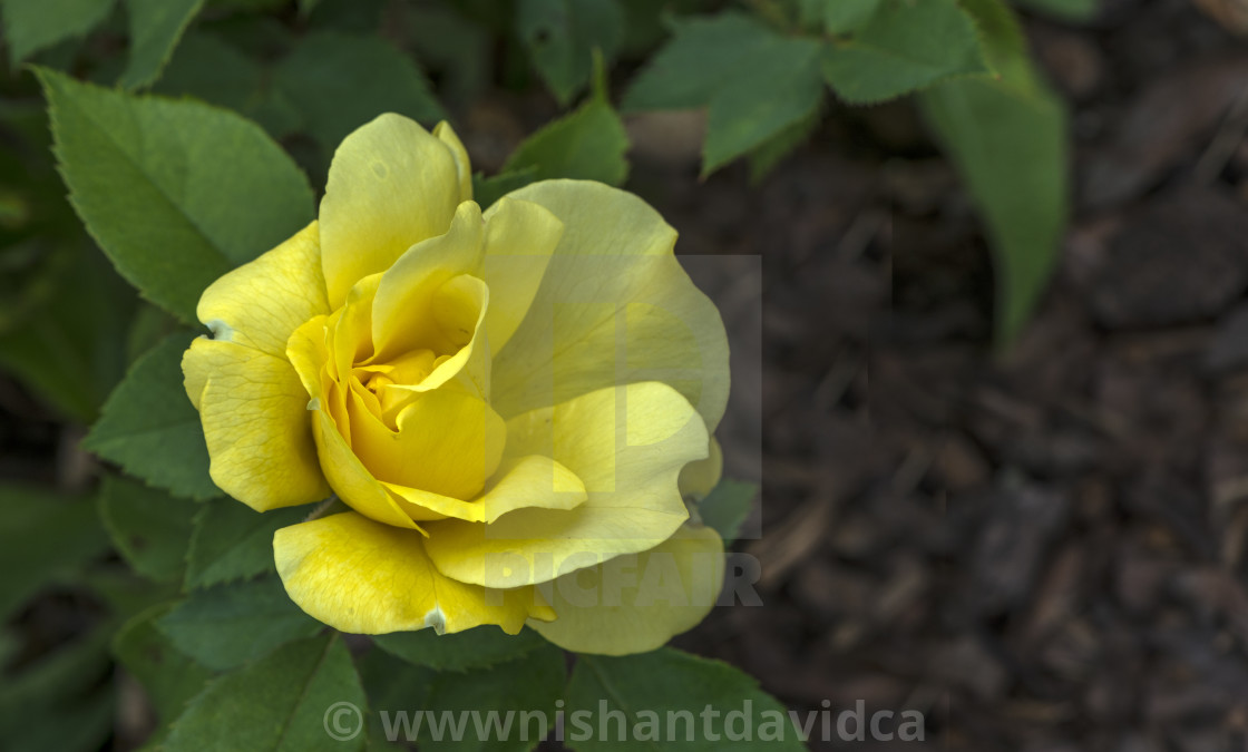 "The Yellow Rose" stock image