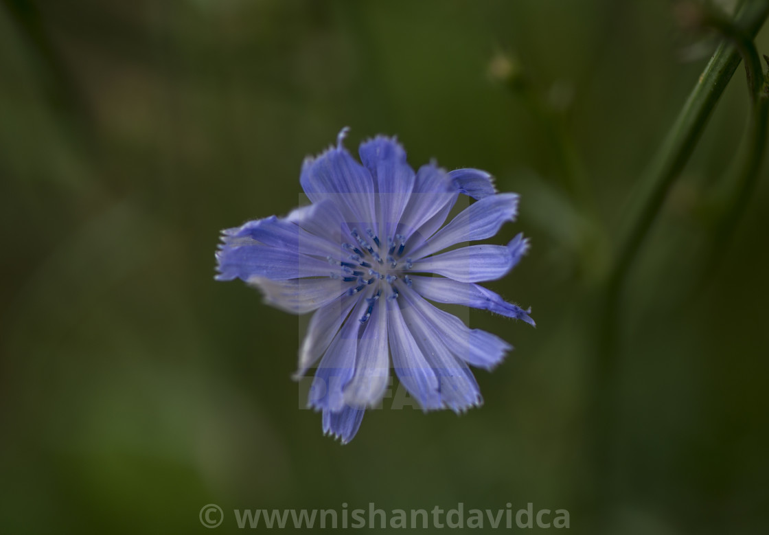 "The Wild Blue Flower" stock image