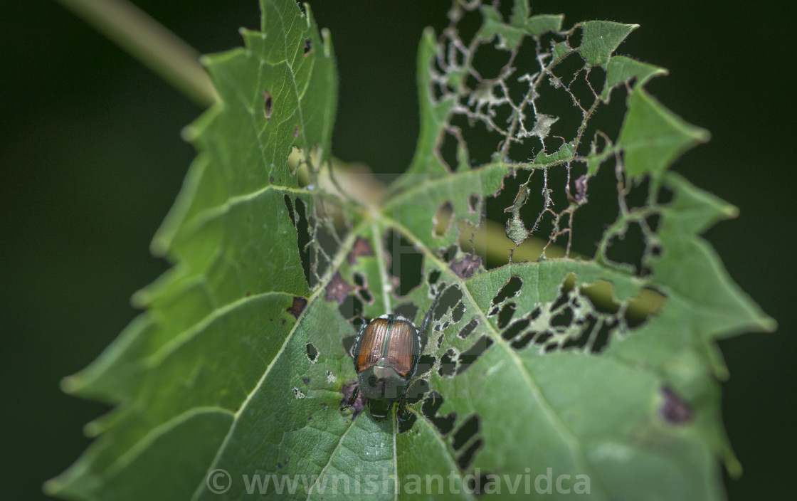 "The Japanese beetle" stock image