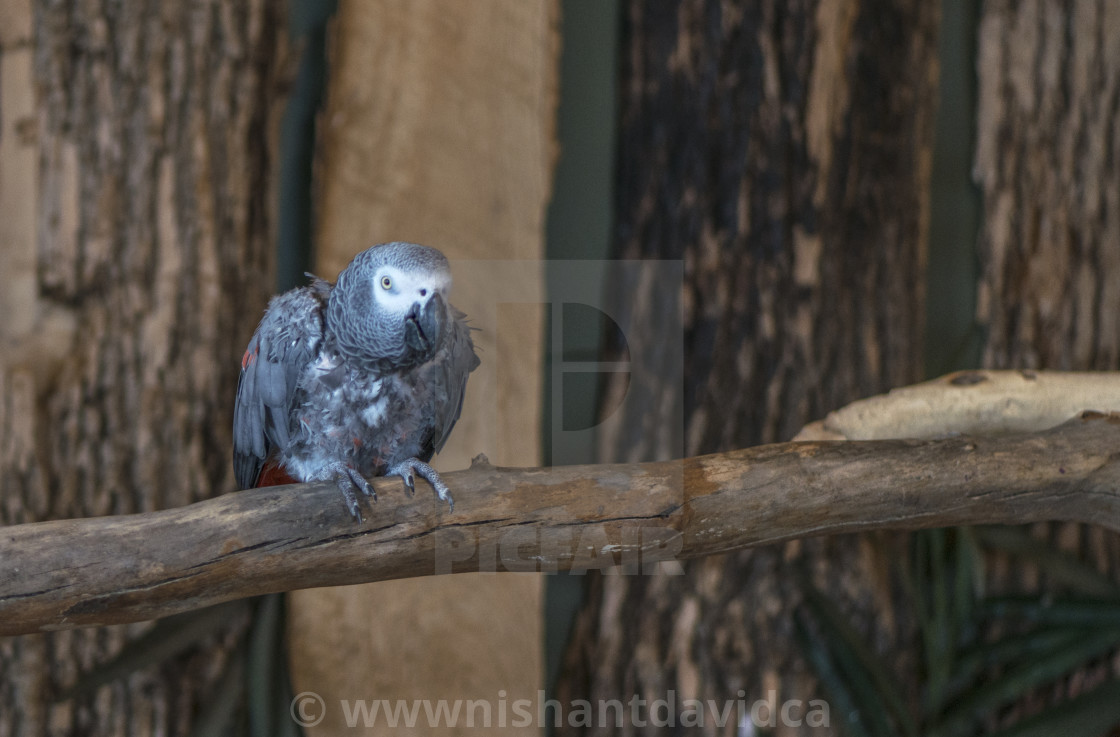 "A Beautiful Bird" stock image