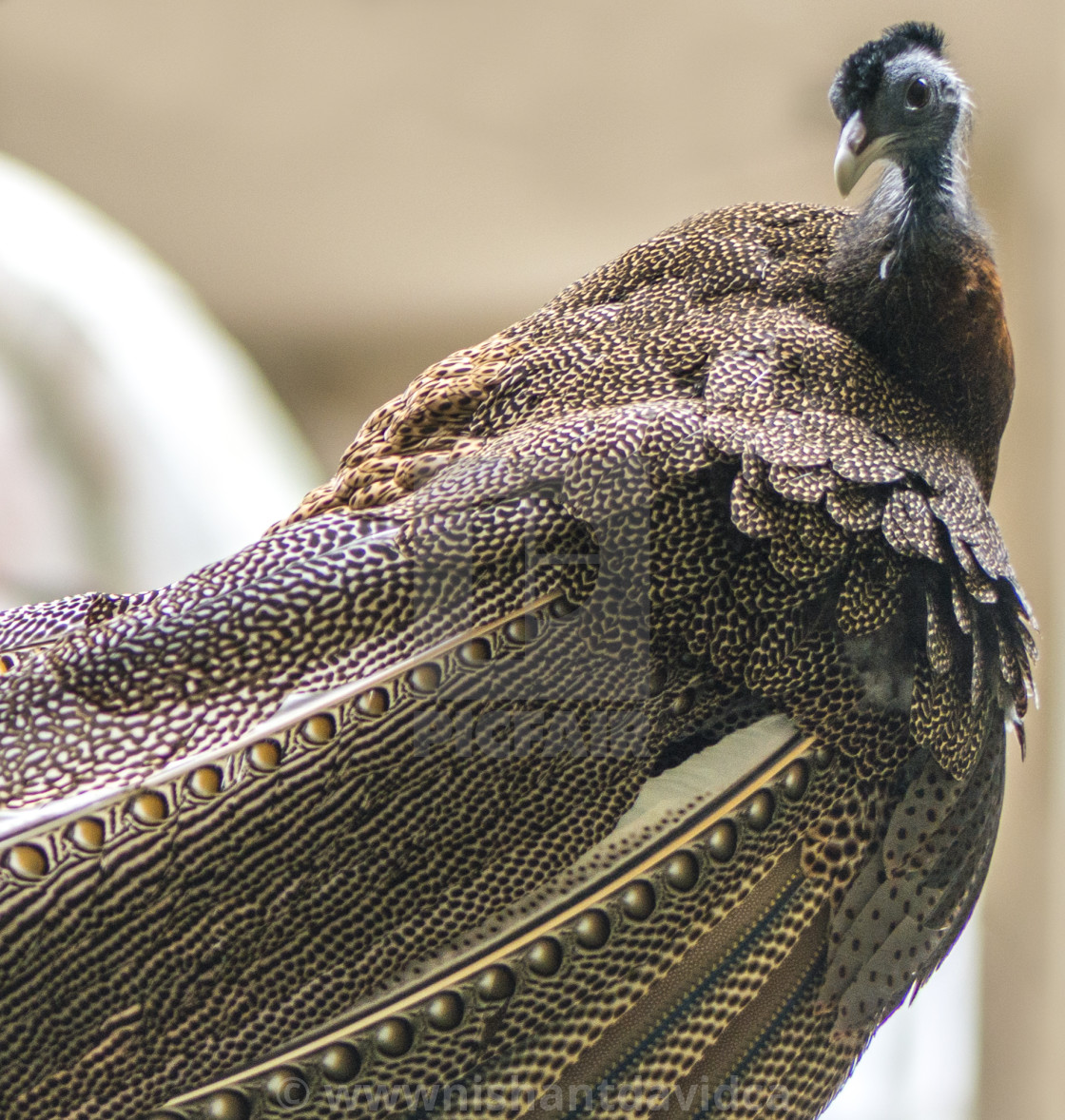 "A Beautiful Bird" stock image