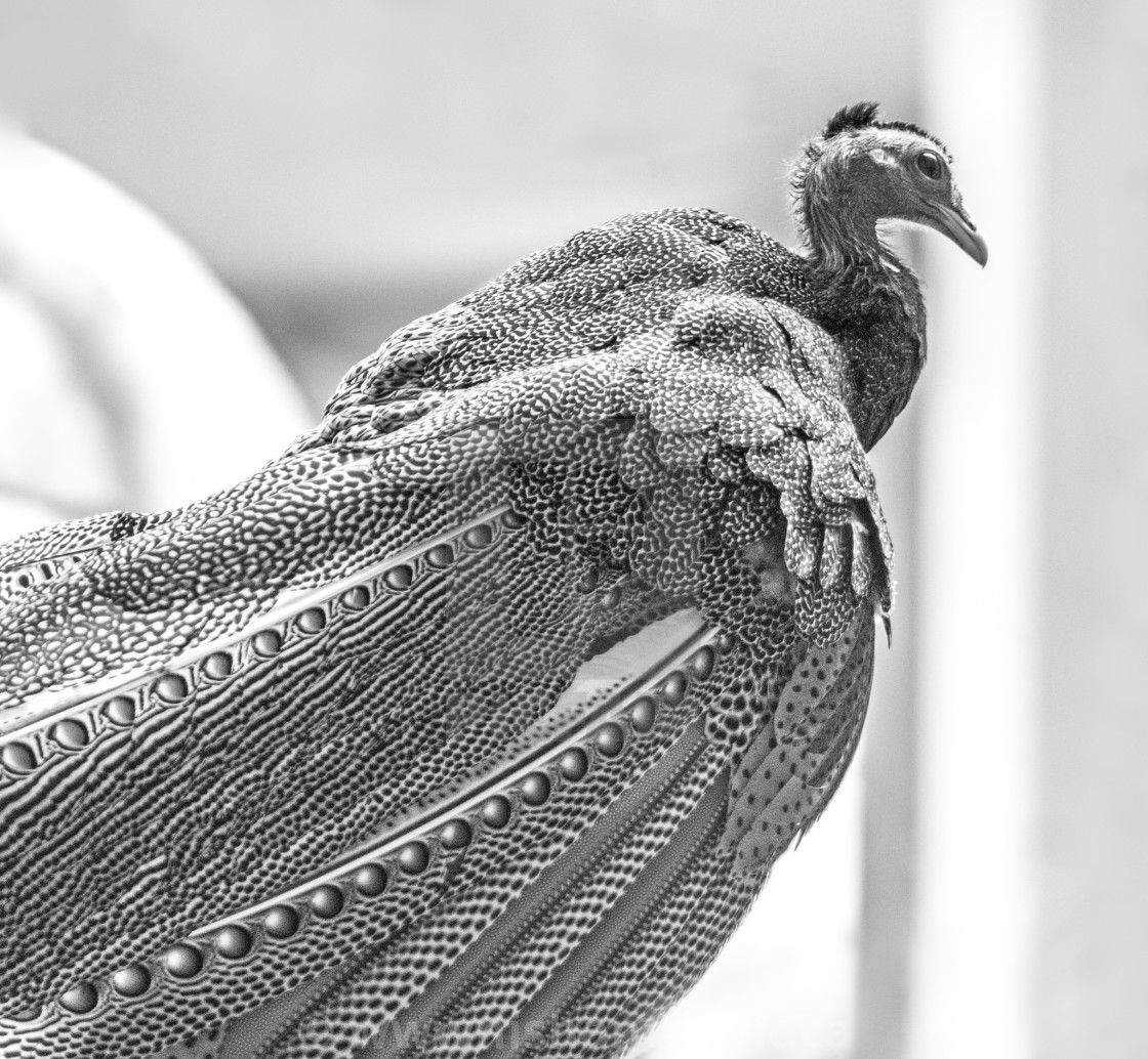 "A Beautiful Bird" stock image