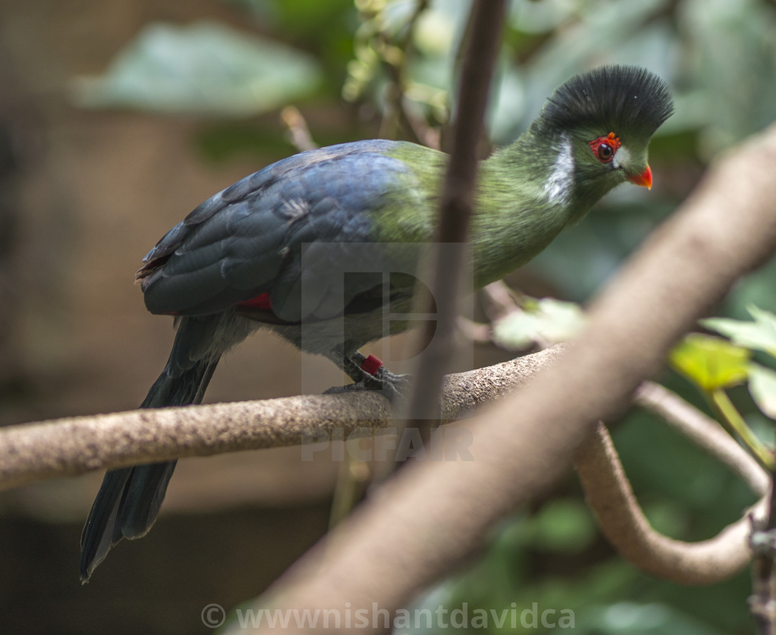 "A Beautiful Bird" stock image