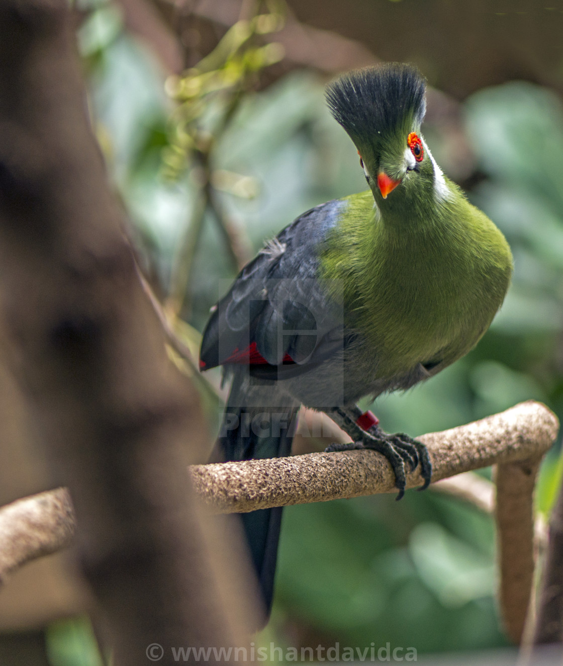 "A Beautiful Bird" stock image