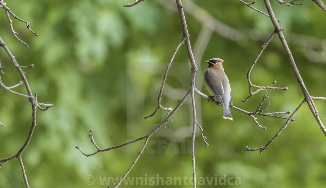 "The cedar waxwing (Bombycilla cedrorum)" stock image