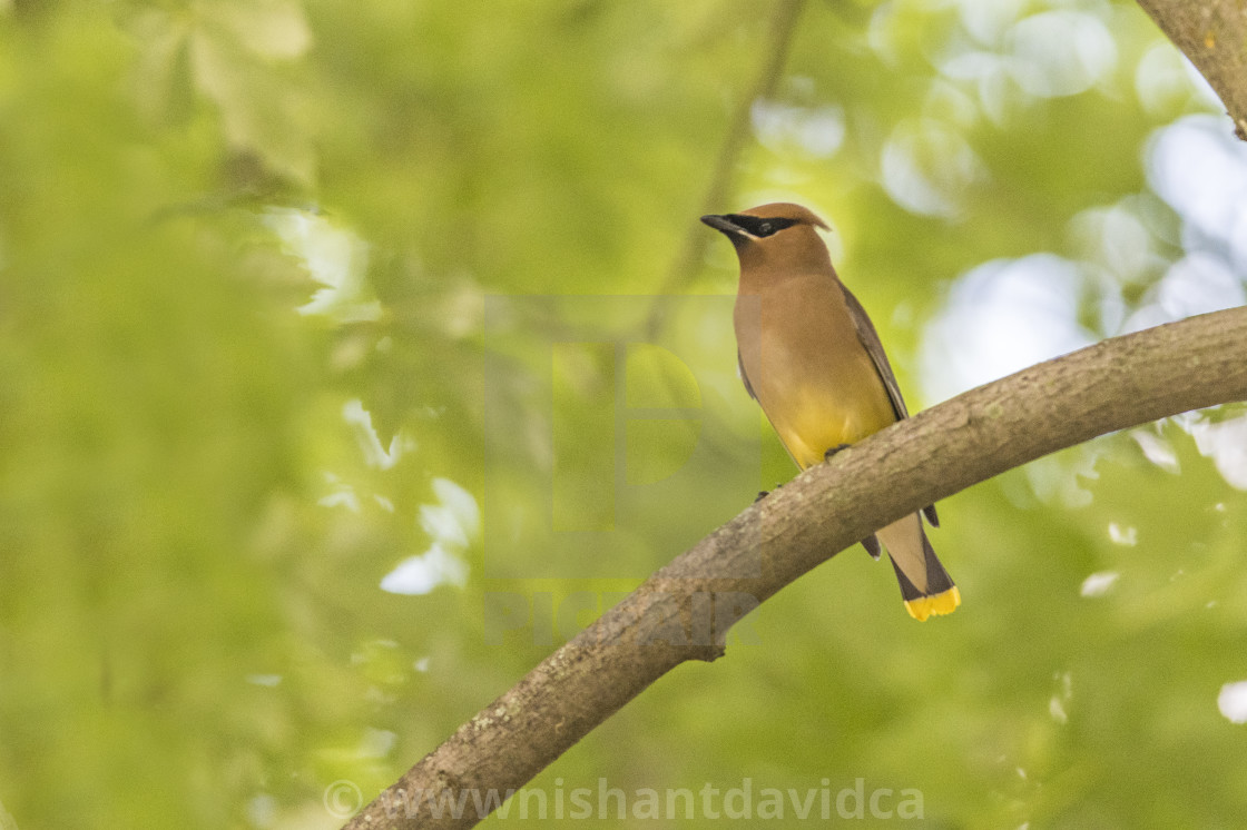 "The cedar waxwing (Bombycilla cedrorum)" stock image