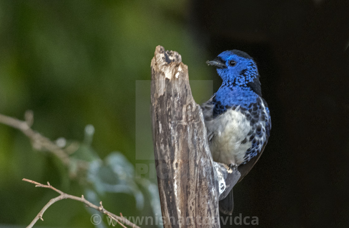 "A Beautiful Bird" stock image