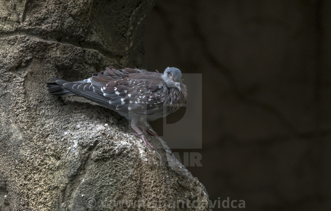 "A Beautiful Bird" stock image