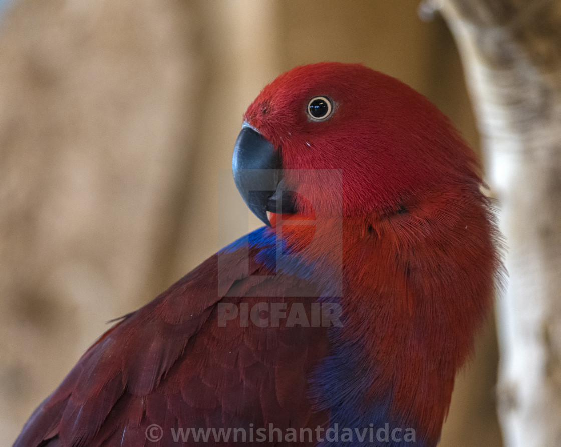 "A Beautiful Bird" stock image