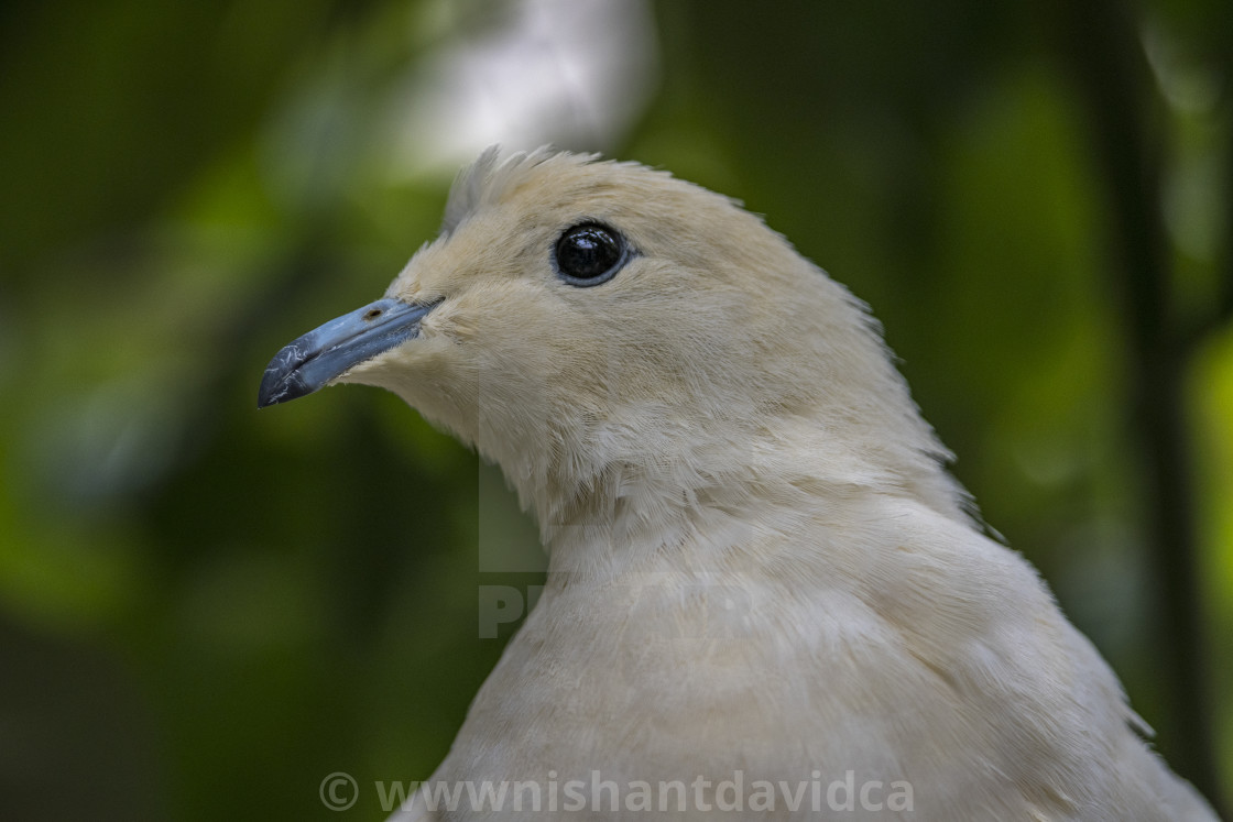 "A Beautiful Bird" stock image