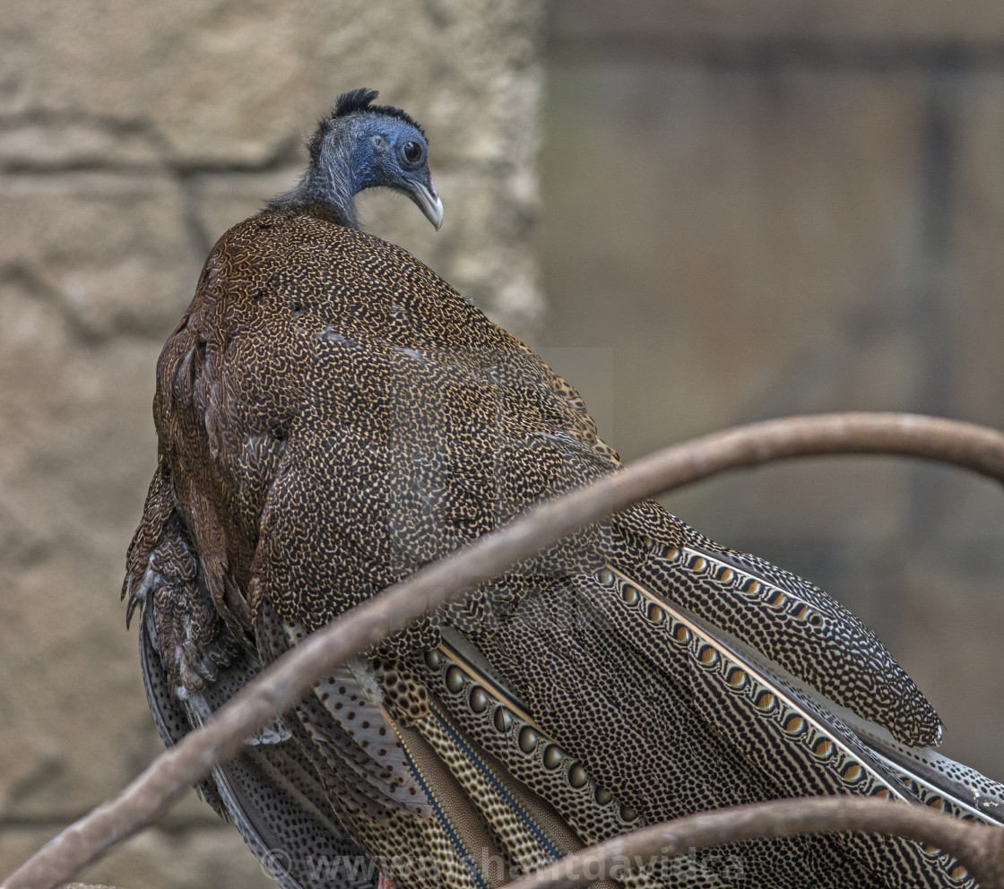 "A Beautiful Bird" stock image