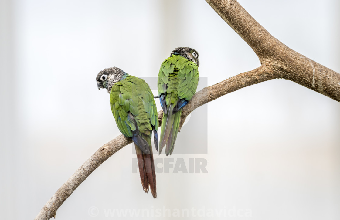 "Beautiful Birds" stock image