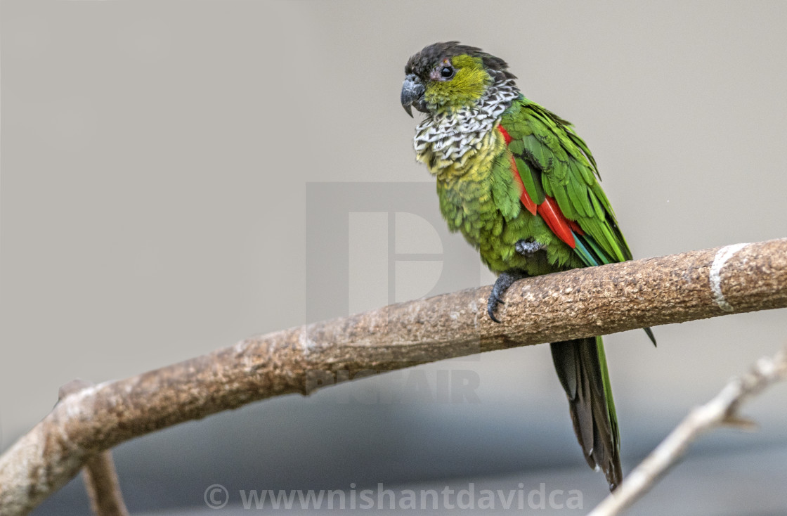 "A Beautiful Bird" stock image