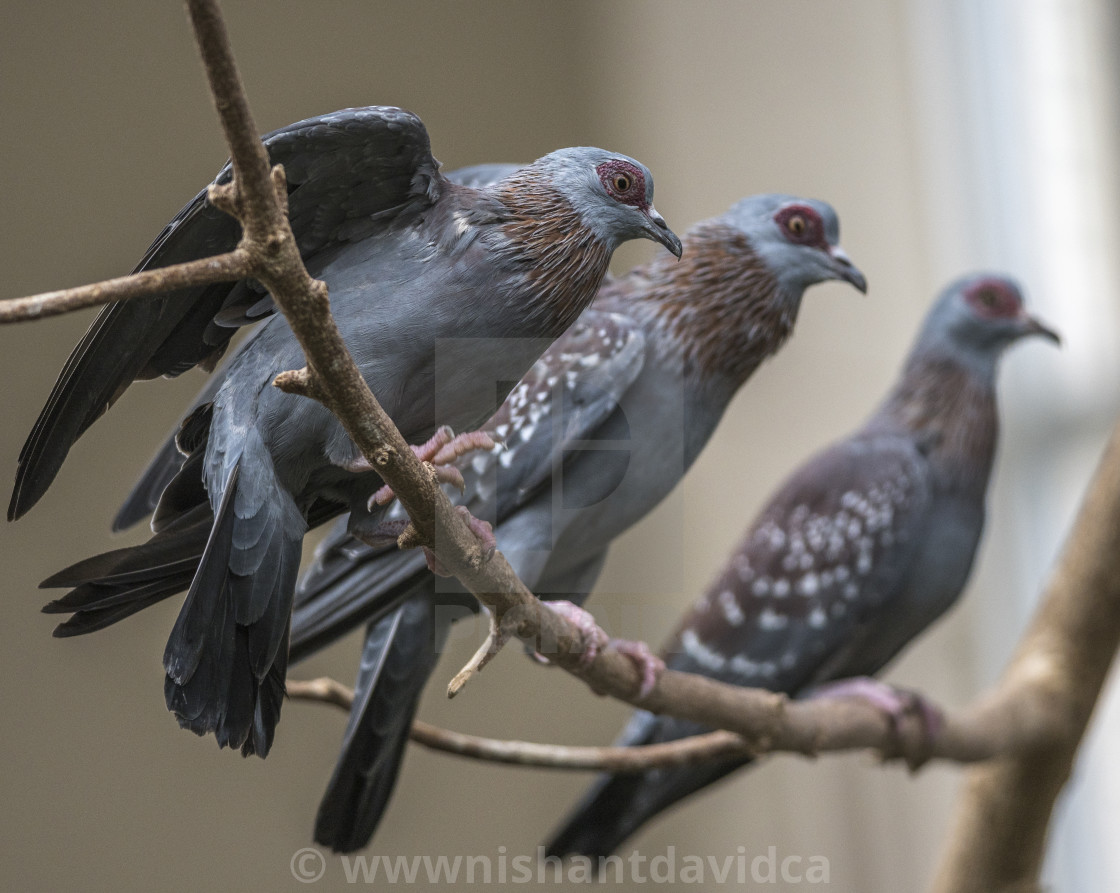 "Beautiful Birds" stock image