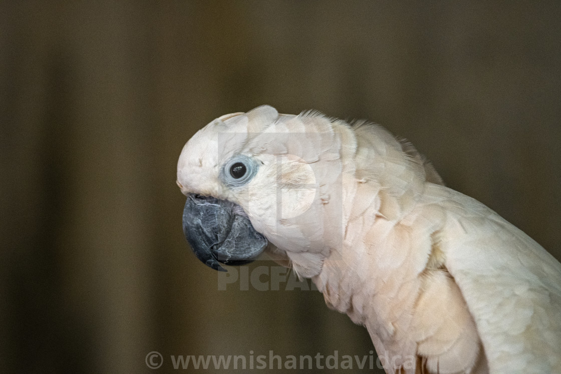 "A Beautiful Bird" stock image