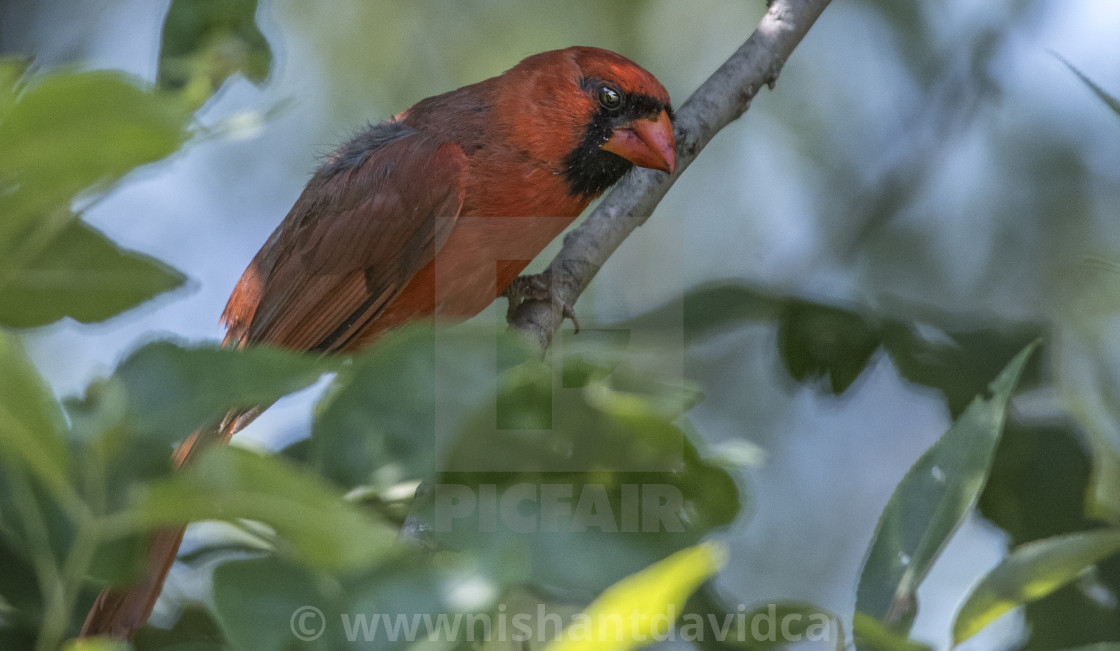 "The northern cardinal (Cardinalis cardinalis) Male" stock image