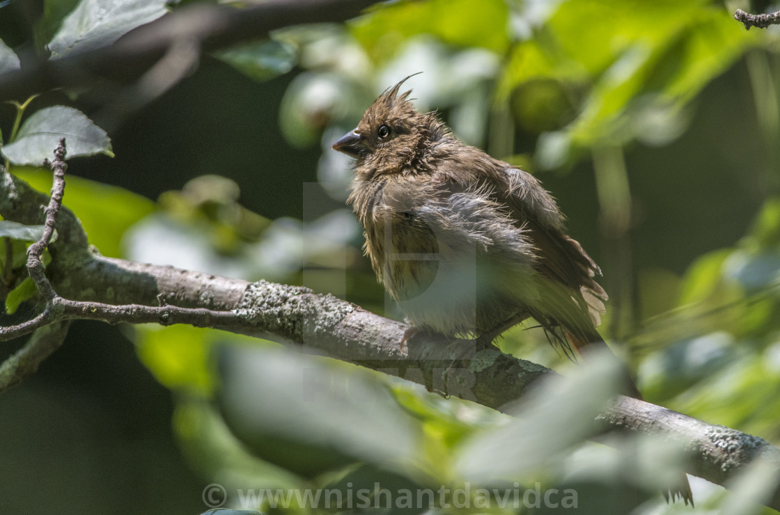 "The northern cardinal (Cardinalis cardinalis) Female" stock image