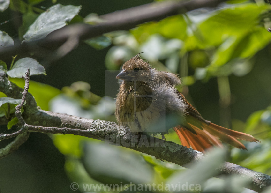 "The northern cardinal (Cardinalis cardinalis) Female" stock image