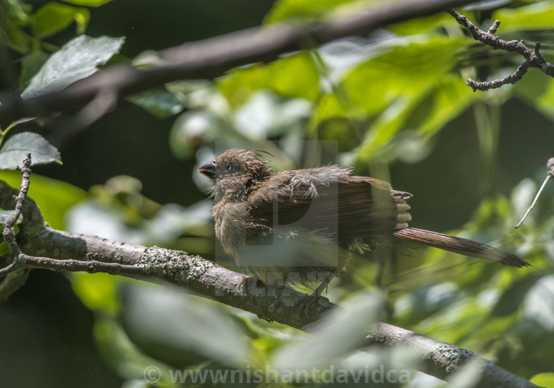 "The northern cardinal (Cardinalis cardinalis) Female" stock image