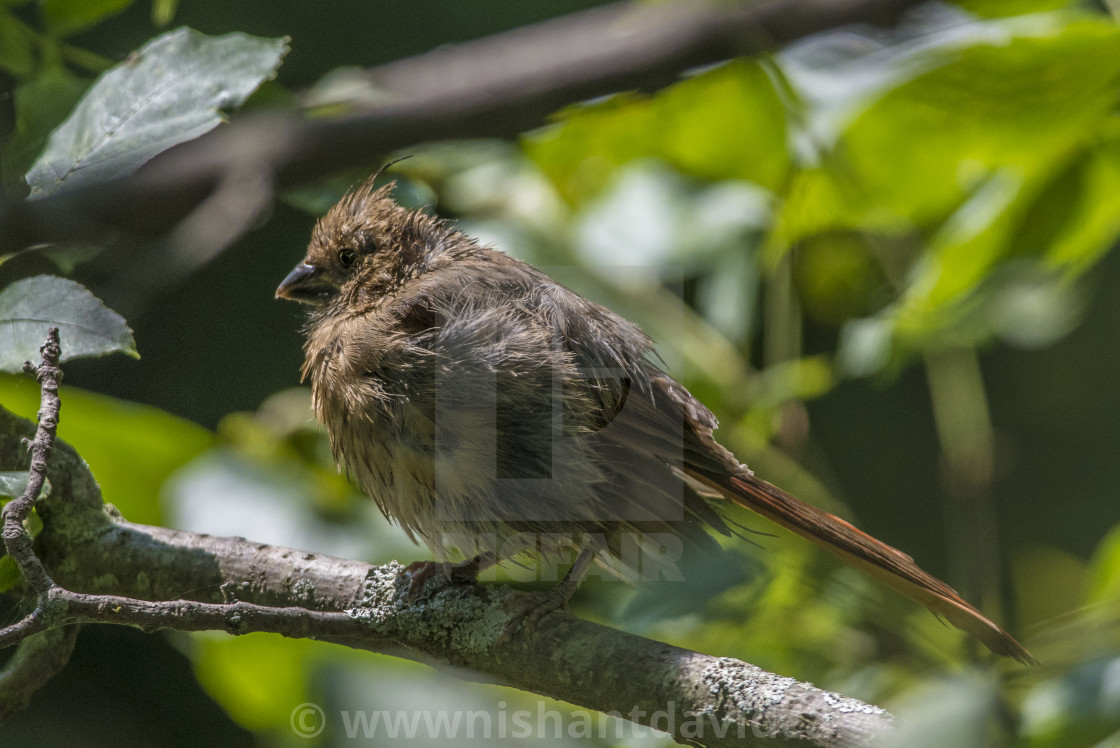 "The northern cardinal (Cardinalis cardinalis) Female" stock image