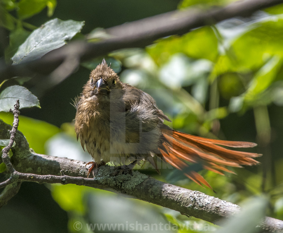 "The northern cardinal (Cardinalis cardinalis) Female" stock image