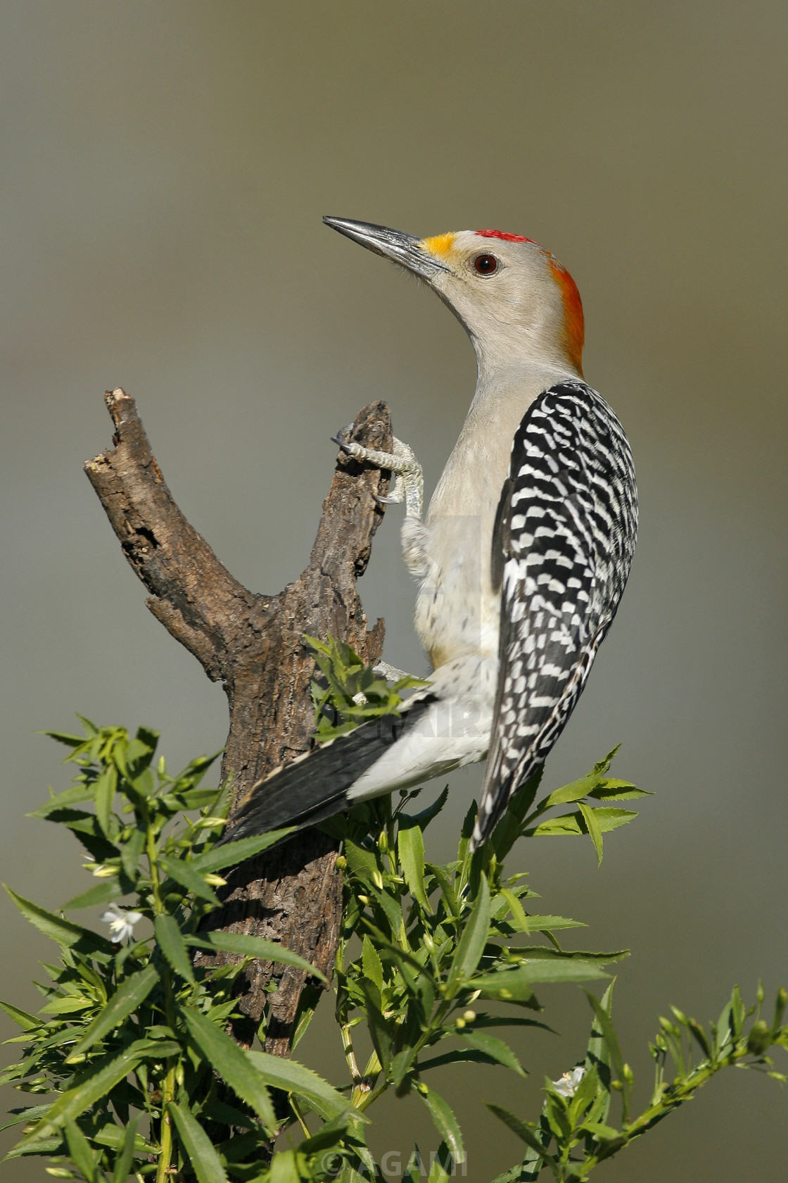 "Goudvoorhoofdspecht, Golden-fronted Woodpecker, Melanerpes aurifrons" stock image