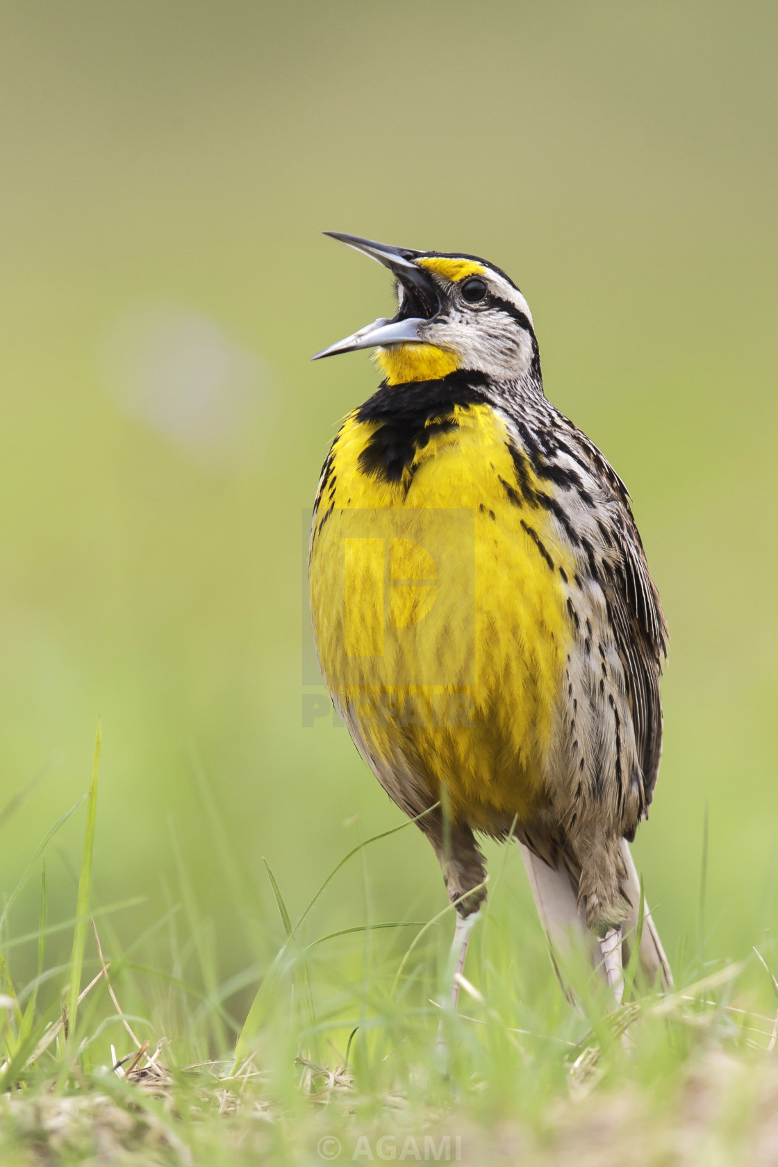 "Witkaakweidespreeuw, Eastern Meadowlark, Sturnella magna" by AGAMI - $23.47 "Witkaakweidespreeuw, Eastern Meadowlark, Sturnella magna" stock image