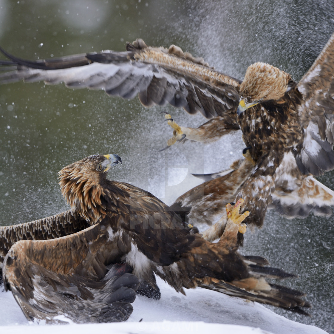 "Steenarend, Golden Eagle, Aquila chrysaetos" stock image