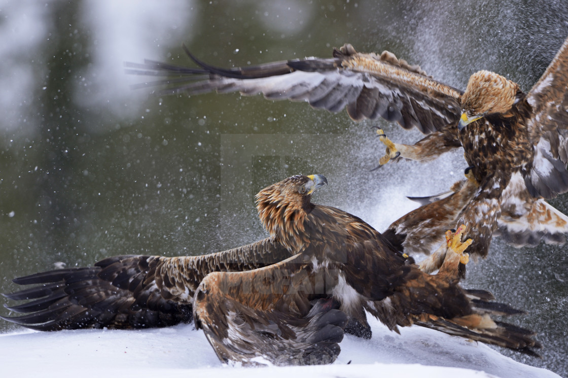 "Steenarend, Golden Eagle, Aquila chrysaetos" by AGAMI - $23.55 "Steenarend, Golden Eagle, Aquila chrysaetos" stock image