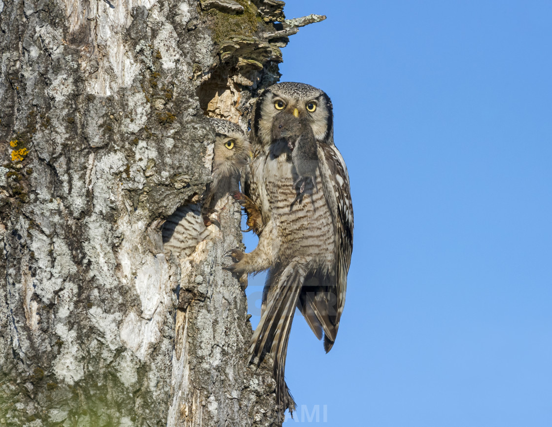 "Sperweruil, Northern Hawk Owl, Surnia ulula" stock image