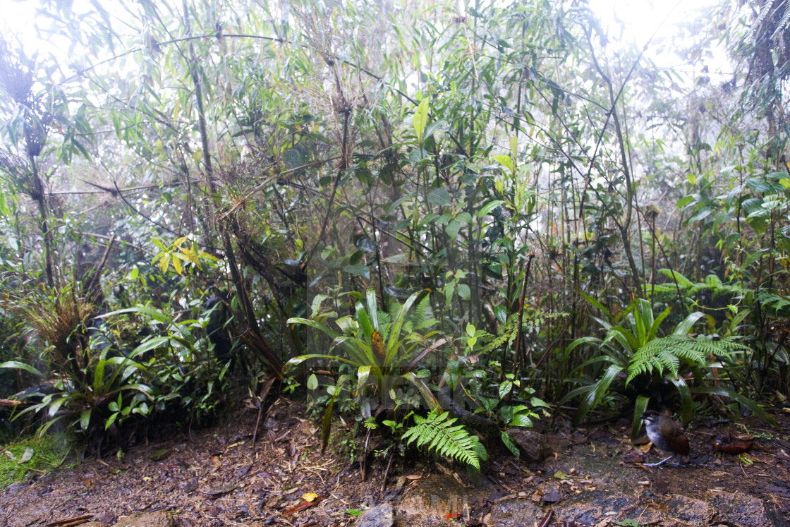 "Jocotocomierpitta, Jocotoco Antpitta, Grallaria ridgelyi" by AGAMI - $23.36 "Jocotocomierpitta, Jocotoco Antpitta, Grallaria ridgelyi" stock image