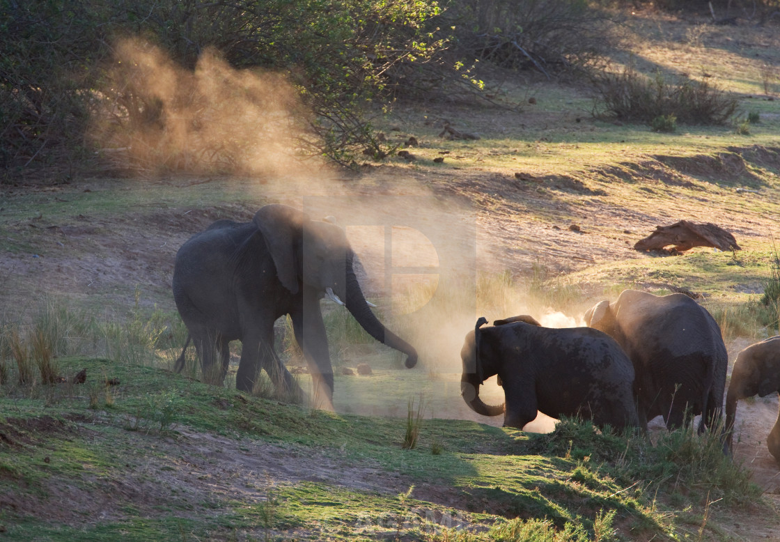 "Afrikaanse Olifant, African Elephant, Loxodonta africana" by AGAMI - $23.36 "Afrikaanse Olifant, African Elephant, Loxodonta africana" stock image