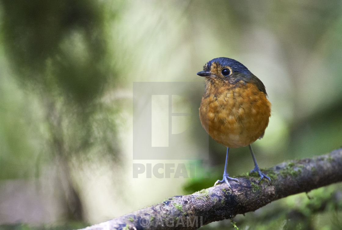 "Grijskapdwergmierpitta, Slate-crowned Antpitta, Grallaricula nan" by AGAMI - $23.36 "Grijskapdwergmierpitta, Slate-crowned Antpitta, Grallaricula nan" stock image