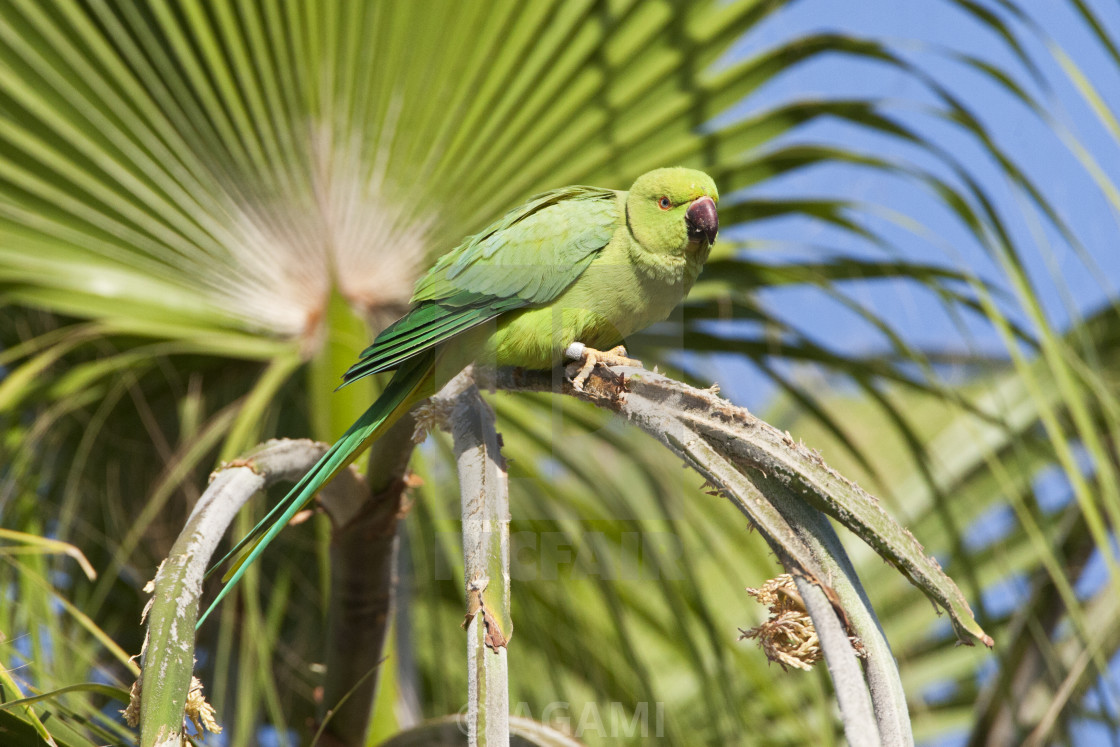 "Halsbandparkiet, Rose-ringed Parakeet, Psittacula krameri" by AGAMI - $23.38 "Halsbandparkiet, Rose-ringed Parakeet, Psittacula krameri" stock image