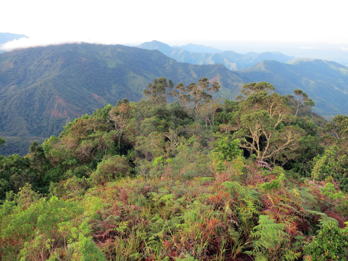 "Nevelwoud / cloud forest; Santa Marta Mountains, Colombia" stock image
