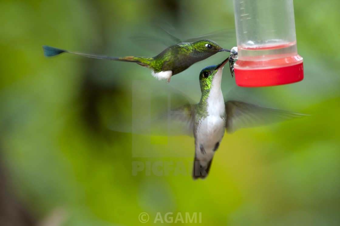 "Booted Racket-tail, Vlagstaart-pluimbroekje, Ocreatus underwoodi, Witkinsaffierkolibrie, White-chinned Sapphire, Hylocharis cyanus" by AGAMI - $23.55 "Booted Racket-tail, Vlagstaart-pluimbroekje, Ocreatus underwoodi, Witkinsaffierkolibrie, White-chinned Sapphire, Hylocharis cyanus" stock image