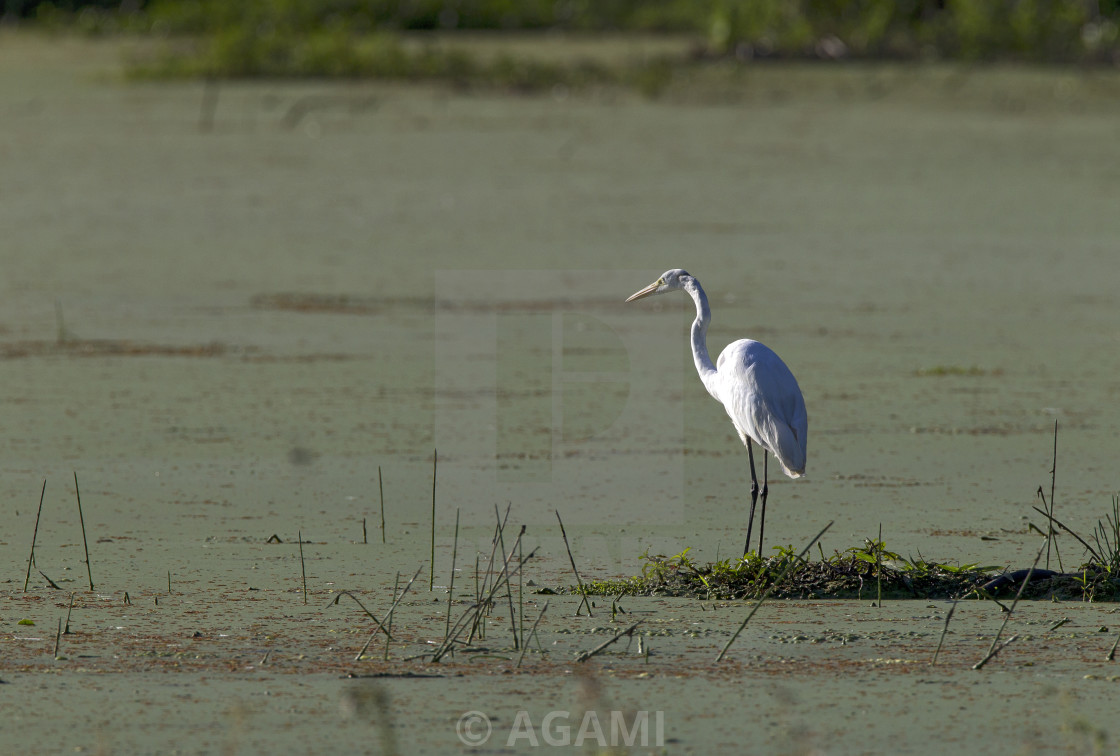 "Amerikaanse Grote Zilverreiger, American Great Egret, Ardea alba" by AGAMI - $23.36 "Amerikaanse Grote Zilverreiger, American Great Egret, Ardea alba" stock image