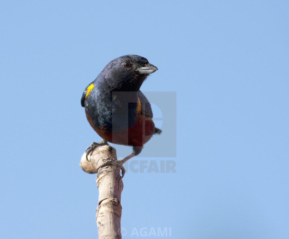 "Kastanjebuikorganist, Chestnut-bellied Euphonia, Euphonia pectoralis" by AGAMI - $23.38 "Kastanjebuikorganist, Chestnut-bellied Euphonia, Euphonia pectoralis" stock image