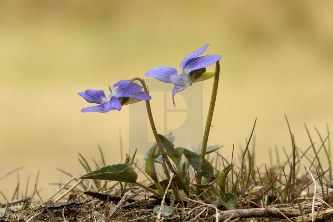 "zandviooltje; Teesdale Violet; Viola rupestris" by AGAMI - $23.38 "zandviooltje; Teesdale Violet; Viola rupestris" stock image