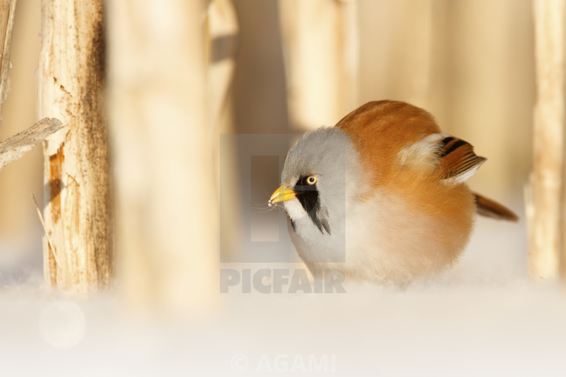 "Baardman man in de sneeuw; bearded tit ale in the snow;" by AGAMI - $23.47 "Baardman man in de sneeuw; bearded tit ale in the snow;" stock image