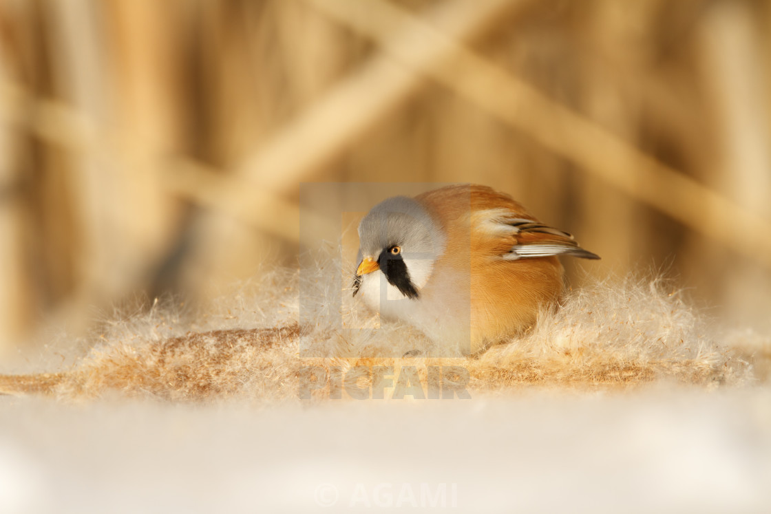 "Baardman man in de sneeuw; bearded tit ale in the snow;" by AGAMI - $23.38 "Baardman man in de sneeuw; bearded tit ale in the snow;" stock image