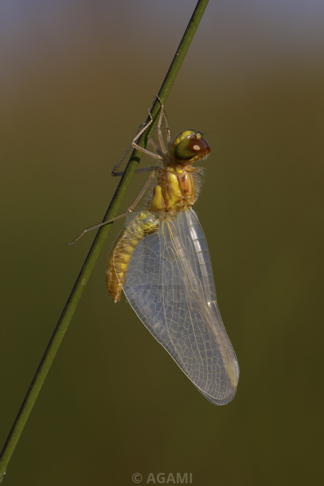 "Zwarte heidelibel; Black darter; Sympetrum danae." by AGAMI - $23.45 "Zwarte heidelibel; Black darter; Sympetrum danae." stock image