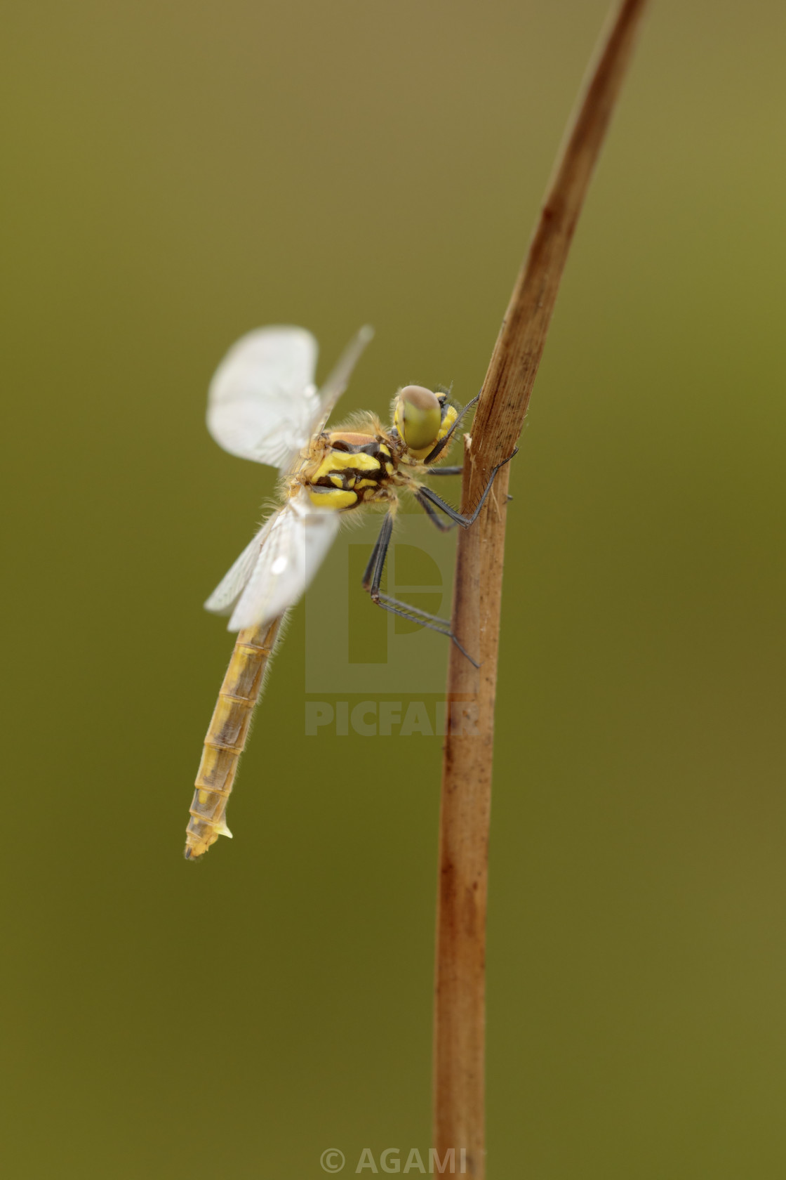 "Zwarte heidelibel; Black darter; Sympetrum danae." by AGAMI - $23.43 "Zwarte heidelibel; Black darter; Sympetrum danae." stock image