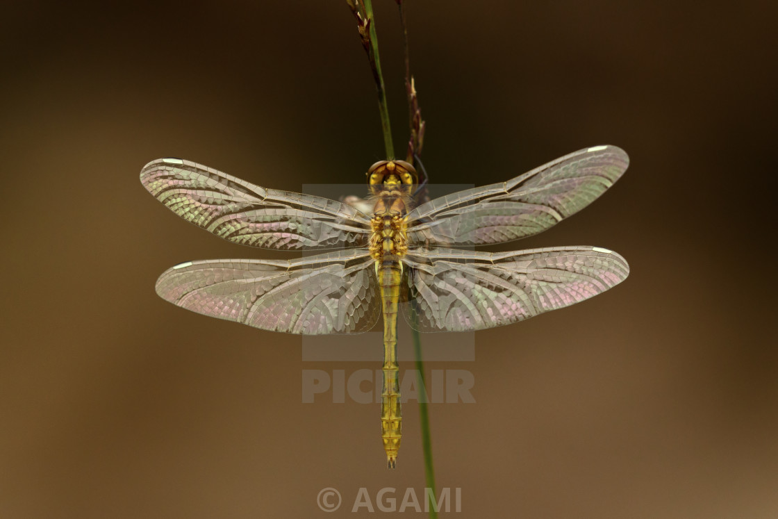 "Zwarte heidelibel; Black darter; Sympetrum danae." by AGAMI - $23.55 "Zwarte heidelibel; Black darter; Sympetrum danae." stock image