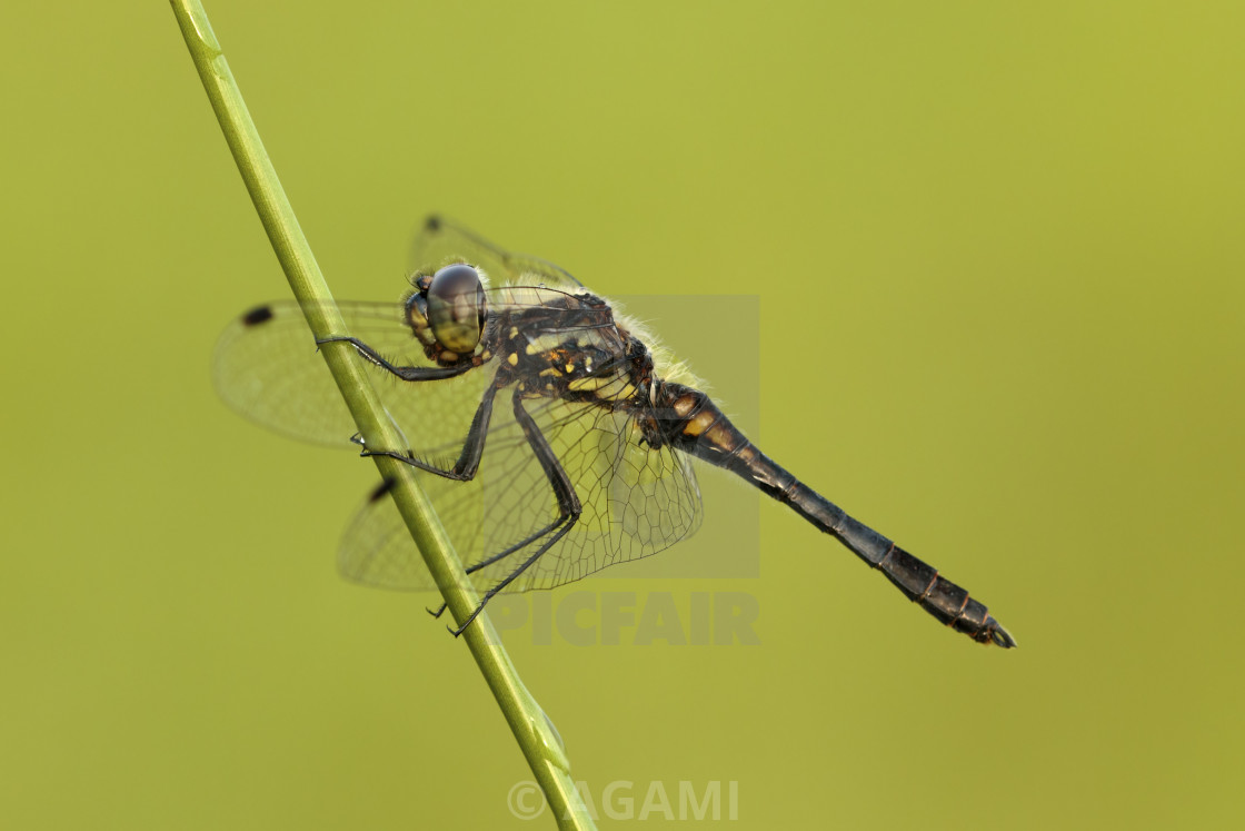 "Zwarte heidelibel; Black darter; Sympetrum danae." by AGAMI - $23.36 "Zwarte heidelibel; Black darter; Sympetrum danae." stock image