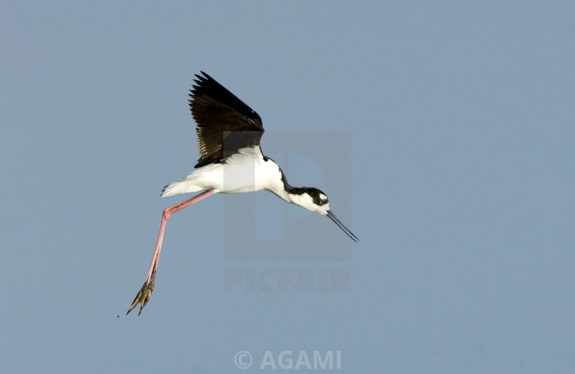 "Amerikaanse Steltkluut, Black-necked Stilt, Himantopus mexicanus" by AGAMI - $23.55 "Amerikaanse Steltkluut, Black-necked Stilt, Himantopus mexicanus" stock image